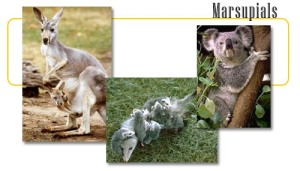 animals_header_marsupials